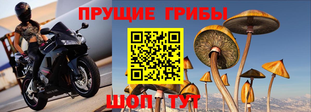 Псилоцибиновые грибы прущие грибы Гусиноозёрск